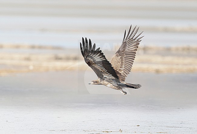 Pallas's Fish-eagle (Haliaeetus leucoryphus) juvenile in flight over Mongolian lake stock-image by Agami/Dick Forsman,