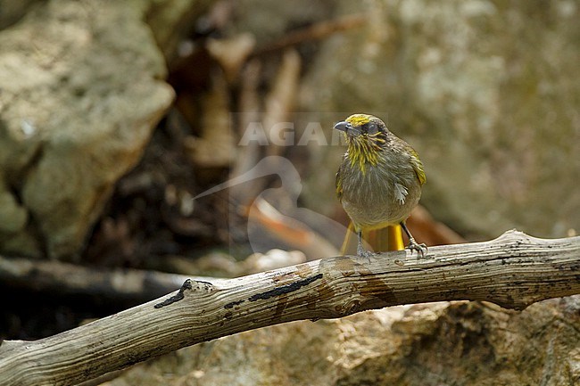 Stripe-throated Bulbul (Pycnonotus finlaysoni) at Kaeng Krachan National Park, Thailand stock-image by Agami/Helge Sorensen,