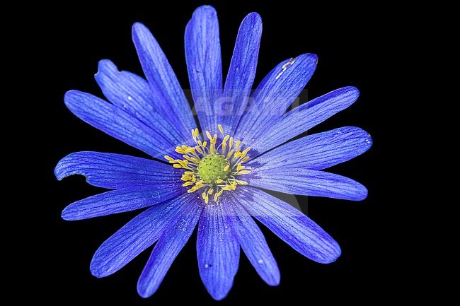 Blue Winter Anemone flowers stock-image by Agami/Wil Leurs,