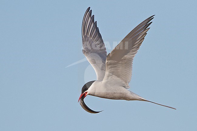 Arctic Tern (Strena paradisaea) flying in Churchill, Manitoba, Canada. stock-image by Agami/Glenn Bartley,
