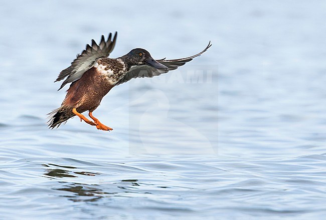 Northern Shoveler - Löffelente - Spatula clypeata, Germany, 2nd cy male stock-image by Agami/Ralph Martin,