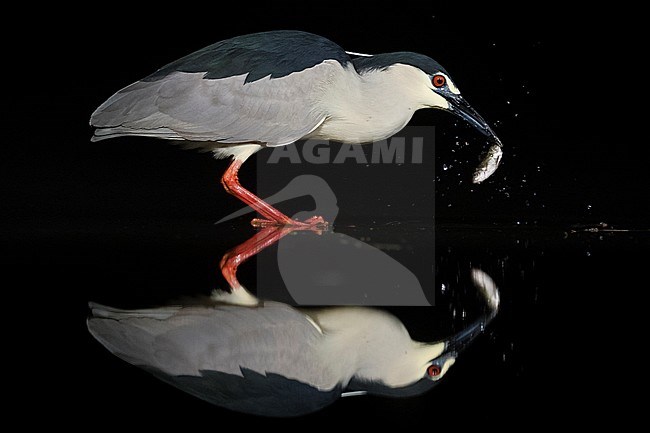 Kwak vangt vis; Black-crowned Night Heron catching fish stock-image by Agami/Marc Guyt,