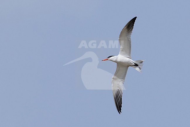 adult caspian tern (hydroprogne caspia caspia) in breeding plumage in flight, found at Buir Lake (Buir Nuur) in Dornod Aimag in Mongolia stock-image by Agami/Mathias Putze,