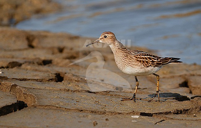 Calidris melanotos stock-image by Agami/Eduard Sangster,