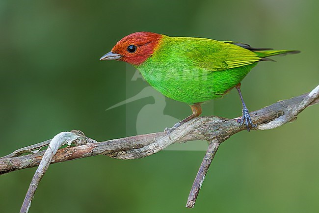 Bay-headed Tanager (Tangara gyrola) perched on a branch in Colombia, South America. stock-image by Agami/Glenn Bartley,
