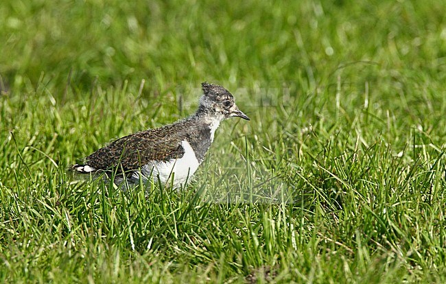 Jonge Kievit, Northern Lapwing juvenile stock-image by Agami/Roy de Haas,