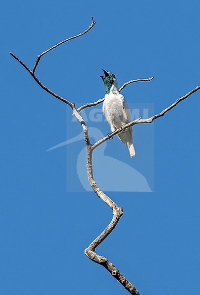 Bare-throated Bellbird, Procnias nudicollis, male calling from bare branch above the canopy of Atlantic Forest in Brazil stock-image by Agami/Andy & Gill Swash ,