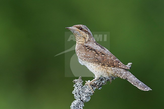 Eurasian Wryneck - Wendehals - Jynx torquilla ssp. torquilla, Germany, adult stock-image by Agami/Ralph Martin,