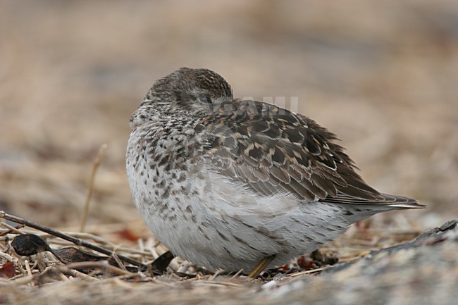 Volwassen Paarse Strandloper; Adult Purple Sandpiper stock-image by Agami/Menno van Duijn,