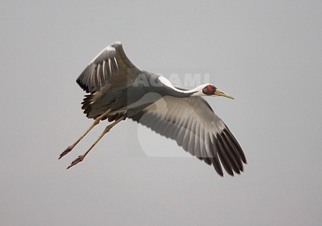 White-naped Crane adult flying; Witnekkraanvogel volwassen vliegend stock-image by Agami/Marc Guyt,