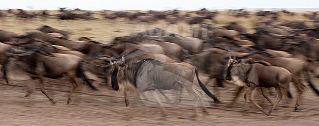 A herd of migrating wildebeests, Connochaetes taurinus, running. Masai Mara National Reserve, Kenya. stock-image by Agami/Sergio Pitamitz,