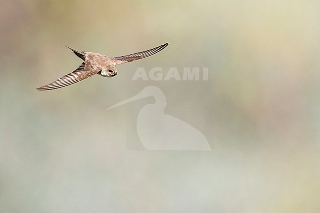 Crag Martin (Ptyonoprogne rupestris) in Tajikistan, adult bird in flight, seen from above. stock-image by Agami/Ralph Martin,