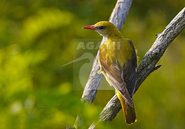 Golden Oriole female perched on branch; Wielewaal vrouw zittend op tak stock-image by Agami/Markus Varesvuo,