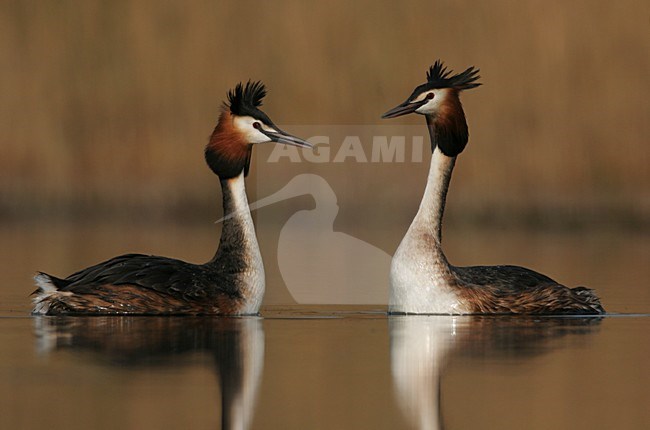 Great Crested Grebe adults displaying Netherlands, Fuut volwassenen baltsend Nederland stock-image by Agami/Menno van Duijn,