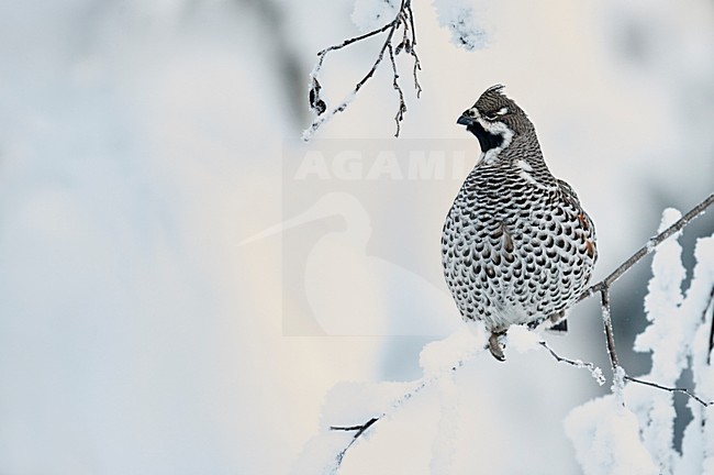 Hazelhoen foeragerend in de sneeuw, Hazel Grouse foraging in the snow stock-image by Agami/Markus Varesvuo,