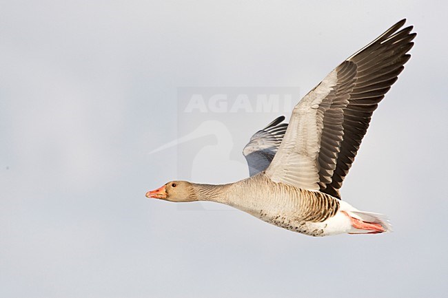 Grauwe Gans in de vlucht; Grey-lag Goose in flight stock-image by Agami/Marc Guyt,