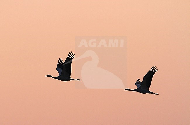 Jufferkraanvogel in vlucht; Demoiselle Crane (Anthropoides virgo) in flight stock-image by Agami/James Eaton,