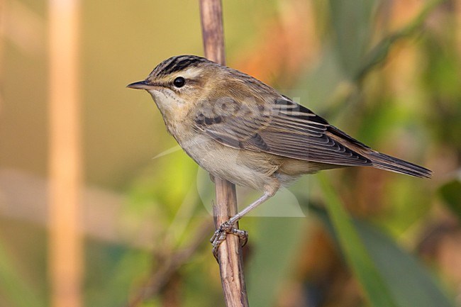 Rietzanger op stengel; Sedge Warbler on stem stock-image by Agami/Daniele Occhiato,