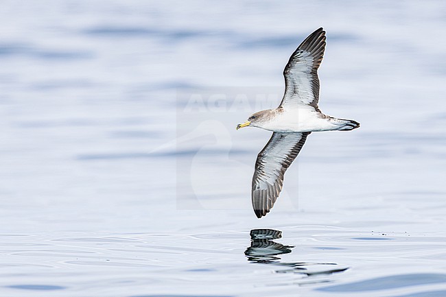  stock-image by Agami/Menno van Duijn,