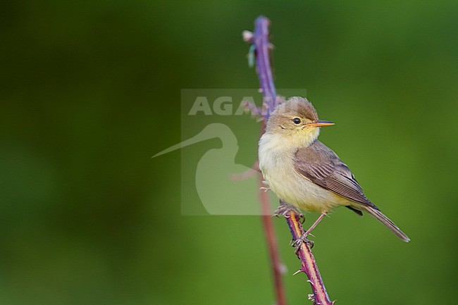 Melodious Warbler - Orpheusspötter - Hippolais polyglotta, Germany stock-image by Agami/Ralph Martin,