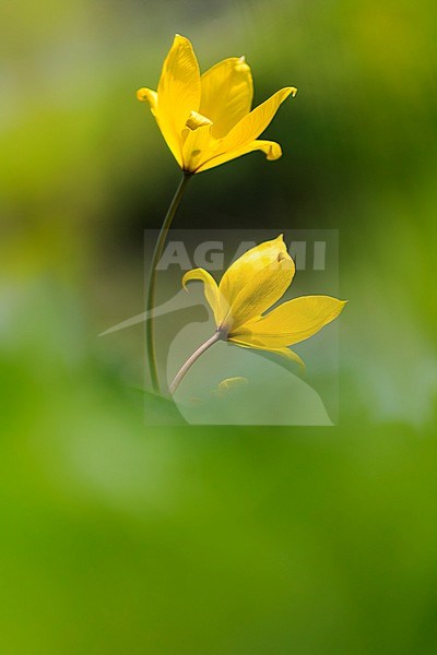 Wild Tulip, Tulipa sylvestris stock-image by Agami/Wil Leurs,