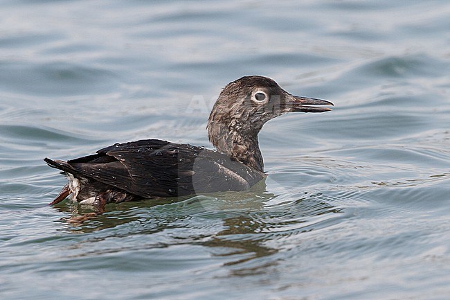 Spectacled Guillemot in post-breeding plumage, swimming in the sea in Hokkaido, Japan. stock-image by Agami/Stuart Price,