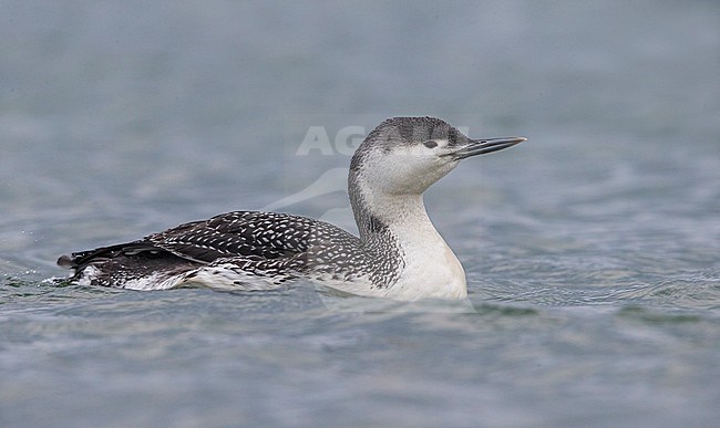 Red-throated Diver (Gavia stellata) wintering in Italy stock-image by Agami/Daniele Occhiato,