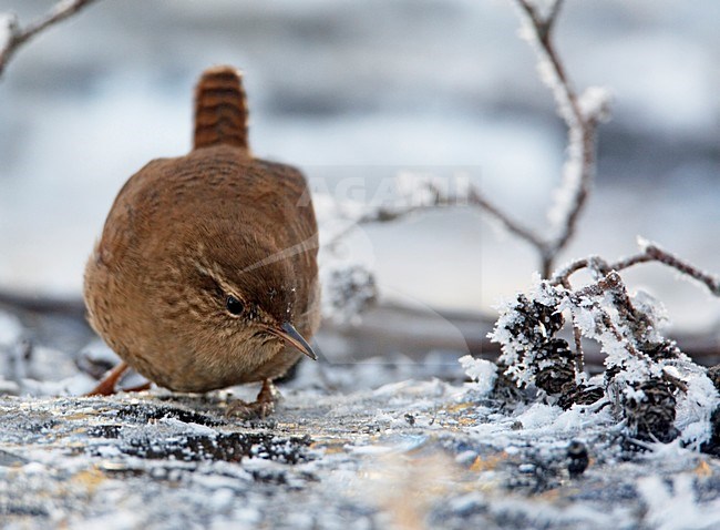 Winterkoning in de winter; Winter Wren in winter stock-image by Agami/Markus Varesvuo,