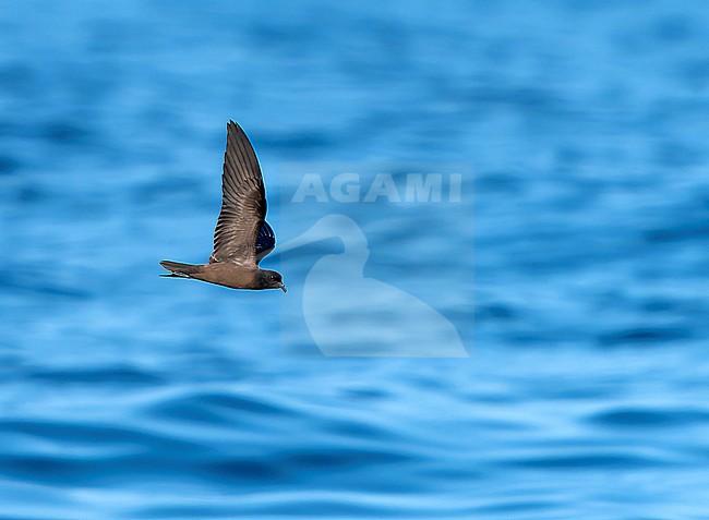 Black Storm Petrel, Hydrobates melania, in flight off the coast of Mexico. stock-image by Agami/Dani Lopez-Velasco,