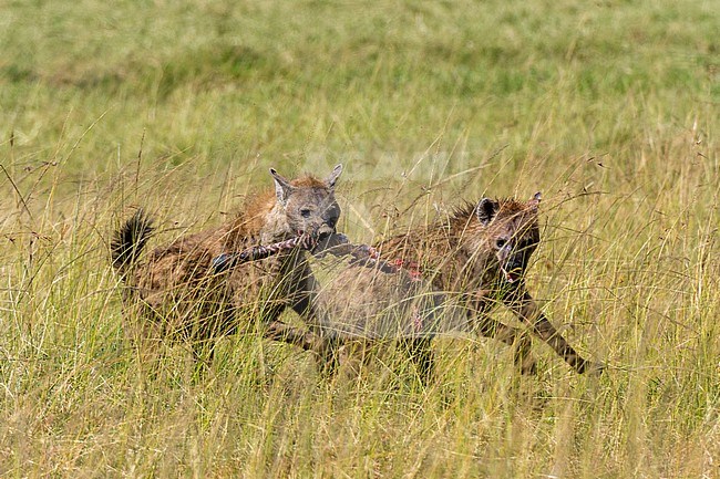Two spotted hyenas, Crocuta crocuta, scavenging a zebra leg from a lion pride. stock-image by Agami/Sergio Pitamitz,