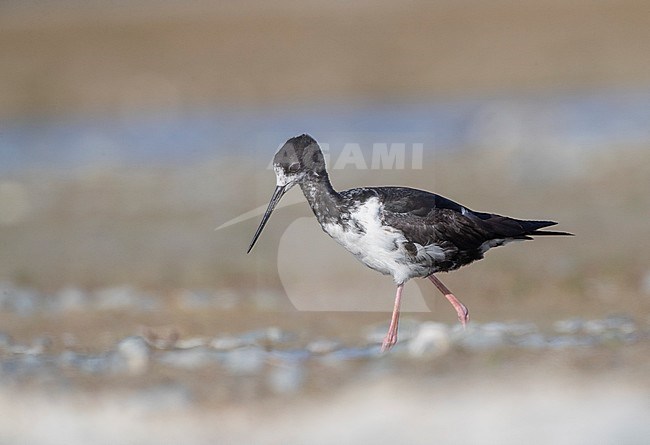 Immature Black Stilt (Himantopus novaezelandiae) wading in river delta in Glentanner Park, Mackenzie Basin, South Island, New Zealand. Known as Kaki in Maori and critically endangered. stock-image by Agami/Marc Guyt,