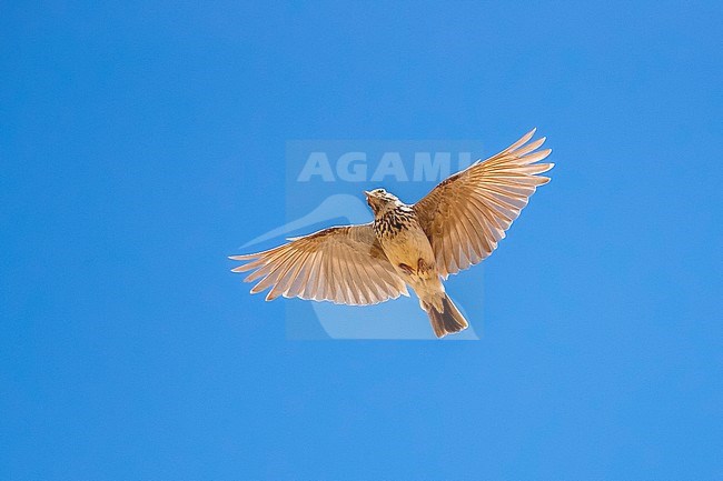 Thekla Lark (Galerida theklae theklae) in flight over Spanish steppes near Belchite. stock-image by Agami/Rafael Armada,