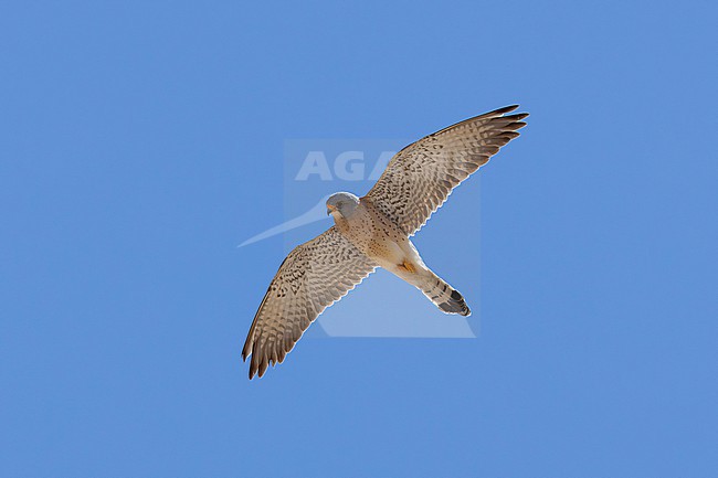 second calendar year or immatur male Lesser Kestrel (Falco naumanni) of the subspecies ssp. pekinensis in flight, found in Omnogovi Aimag in Mongolia stock-image by Agami/Mathias Putze,