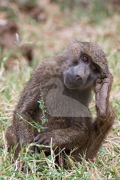 Portrait of an olive baboon, Papio anubis, Kalama Conservancy, Samburu, Kenya. Kenya. stock-image by Agami/Sergio Pitamitz,