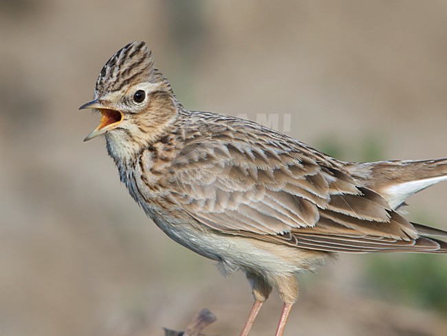 Eurasian Skylark singing; Veldleeuwerik zingend stock-image by Agami/Ran Schols,