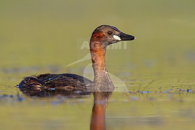 Little Grebe - Zwergtaucher - Tachybaptus ruficollis ssp. ruficollis, Germany, adult stock-image by Agami/Ralph Martin,