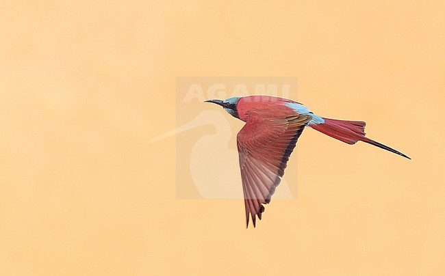 Northern Carmine Bee-eater (Merops nubicus) in flight. stock-image by Agami/Ian Davies,