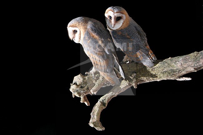 Barn Owl adult perched on a branch; Kerkuil volwassen zittend op een tak stock-image by Agami/Chris van Rijswijk,