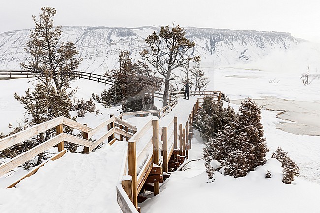 Wandelpad langs Mammoth Hot Springs; Hiking path along Mammoth Hot Springs stock-image by Agami/Caroline Piek,