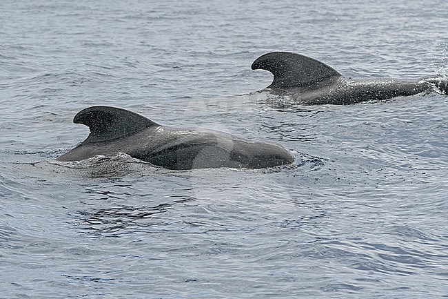 Short-finned Pilot Whale (Globicephala macrorhynchus) off Madeira. stock-image by Agami/Pete Morris,