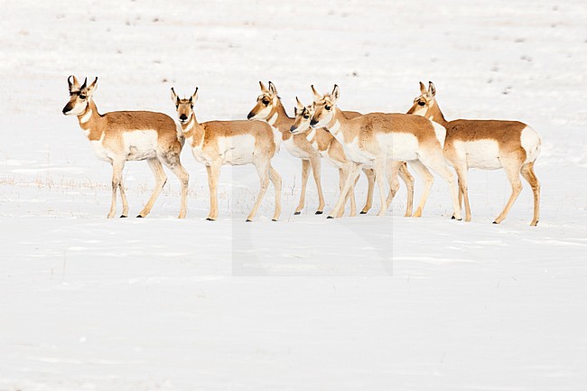 Pronghorn (Antilocapra americana) herd standing in snow at Yellowstone National Park stock-image by Agami/Caroline Piek,