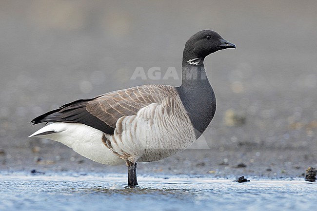 Brant Goose (Branta bernicla hrota), side view of an adult drinking in a pond, Capital Region, Iceland stock-image by Agami/Saverio Gatto,