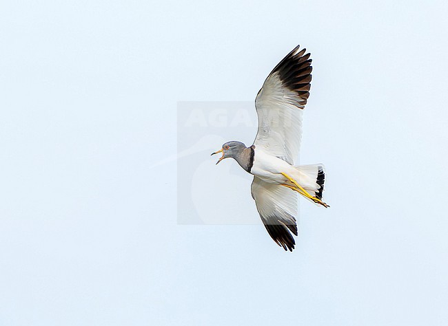 Grey-headed Lapwing (Vanellus cinereus) during spring in Mongolia. stock-image by Agami/Dani Lopez-Velasco,