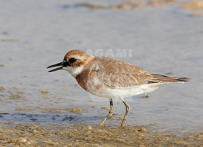 Woestijnplevier in zoutpan; Greater Sandplover in salt pan stock-image by Agami/Markus Varesvuo,
