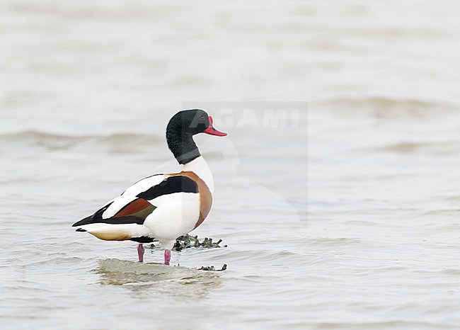 Adult male Common Shelduck (Tadorna tadorna) standing in low water in the Netherlands. stock-image by Agami/Ran Schols,