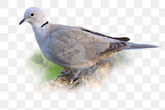Turkse Tortel zittend op tak, Eurasian Collared Dove perched on branch stock-image by Agami/Daniele Occhiato,