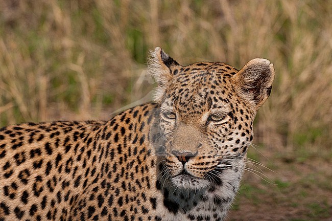 Close up portrait of a leopard, Panthera pardus. Khwai Concession, Okavango Delta, Botswana. stock-image by Agami/Sergio Pitamitz,