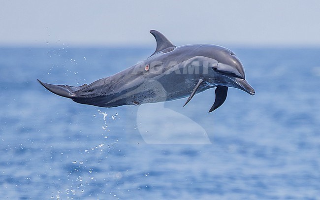 Pantropical Spotted Dolphin (Stenella attenuata) leaping out of the water. Showing the bite mark of a Cookiecutter shark Isistius brasiliensis). stock-image by Agami/Lennart Verheuvel,