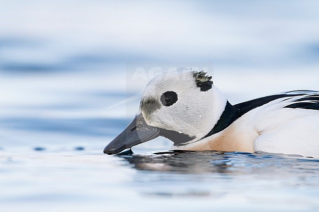 Steller's Eider (Polysticta stelleri) in north Norway. stock-image by Agami/Ralph Martin,