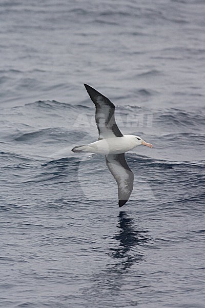 Adult Black-browed Albatross flying above open ocean; volwassen Wenkbrauwalbatros vliegend boven de oceaan stock-image by Agami/Marc Guyt,